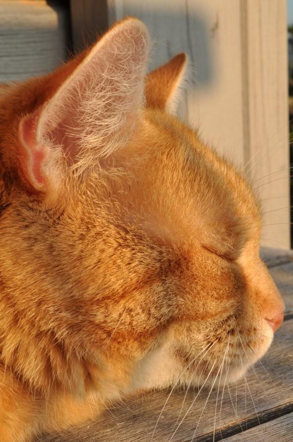 Ferienwohnung Roter Kater Am Nationalpark Eifel Bergbuir Exteriör bild